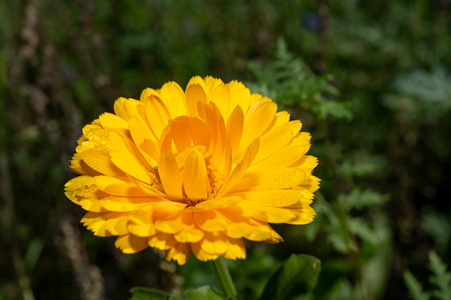 Close up of a yellow wild flower against a green defocused garden lawn.