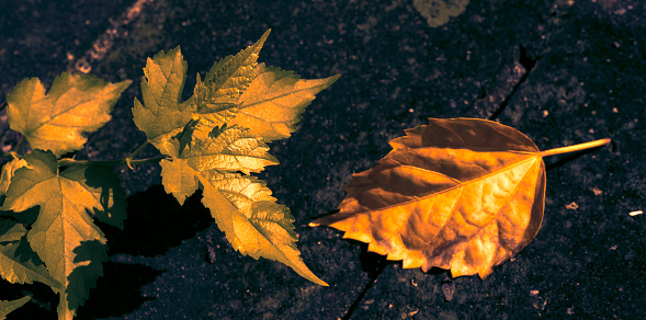 Dry leaves on concrete floor in winter