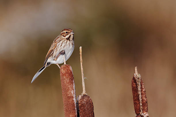 istock Reed bunting, Emberiza schoeniclus 179141553