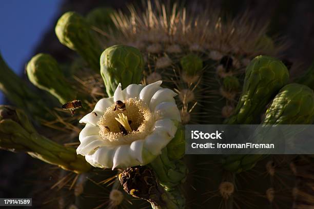 Blooming Saguaro Stock Photo - Download Image Now - 2013, Arizona, Flower