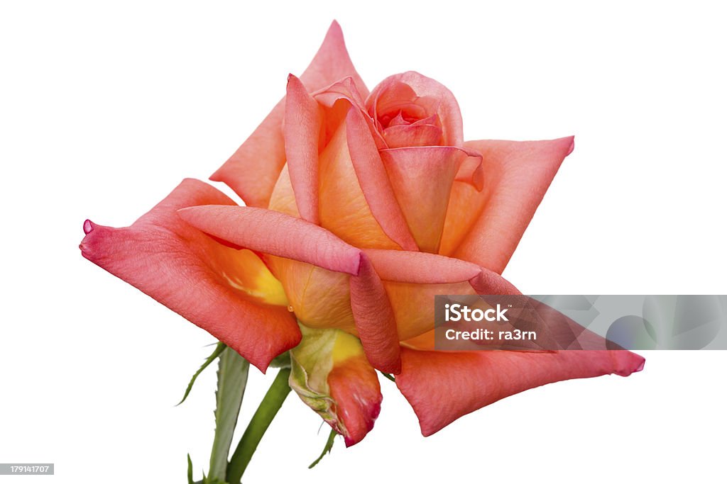Orange rose auf Weiß - Lizenzfrei Blume Stock-Foto