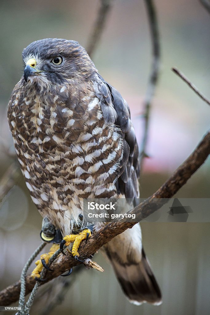 Broad-Winged Hawk - Lizenzfrei Baum Stock-Foto