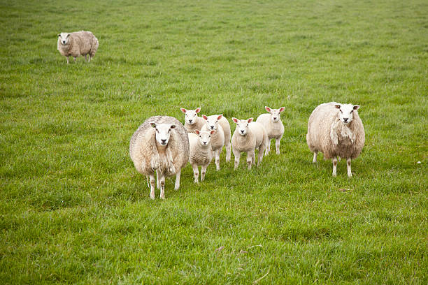 istock sheep and lambs in meadow 179141794