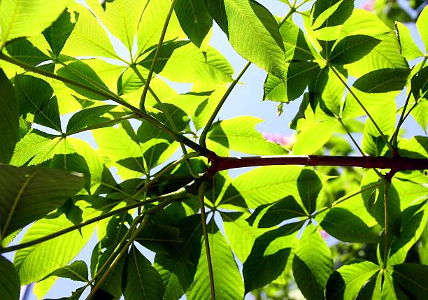 istock green leaves of chestnut tree 179141800