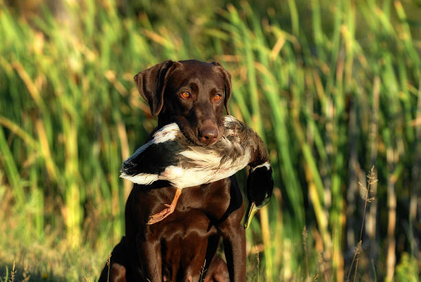 istock Brown Labrador Retriever Hunting 179141873