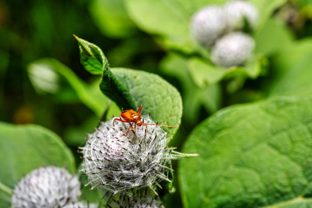 Beautiful macro shot of a bug on a thistle in the forest