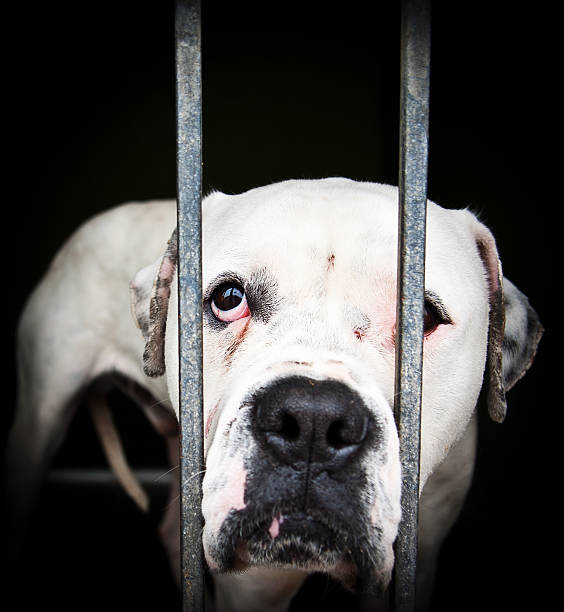 istock White isolated dog behind girds. 179142212