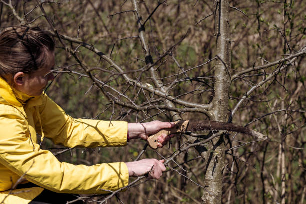 istock A woman cuts extra and thin branches on an apple tree with a hand saw 1791428653