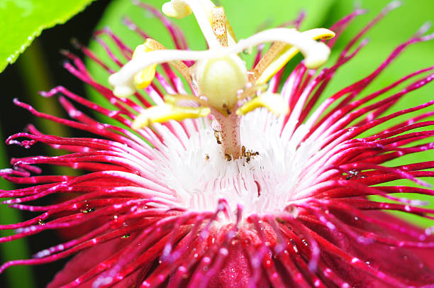red & white flower with ant on green background red & white flower with ant on green background, Passiflora olacaceae stock pictures, royalty-free photos & images