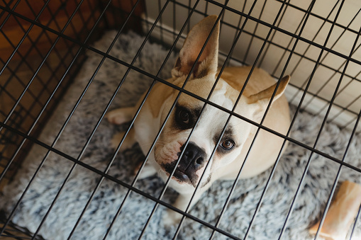 A french english bulldog puppy, eleven months old, looking up at the camera from his crate.