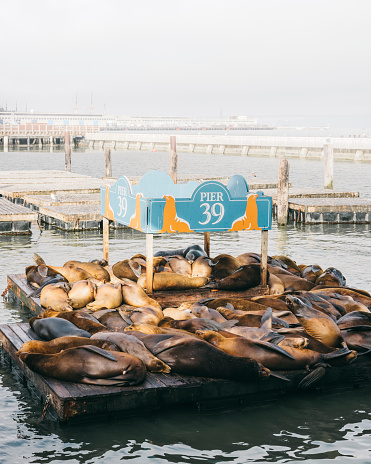 Group of sea lions sleeping on the waterfront of Pier 39 in San Francisco Bay