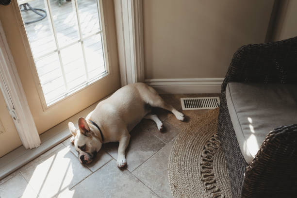 istock Bulldog Puppy 1791436283