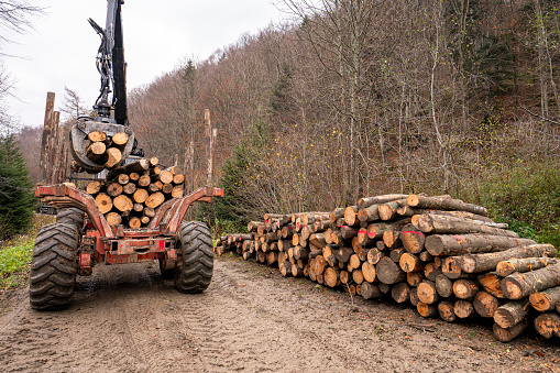 Specialized tractor forwarder folding wood in the forest. The Carpathians, Poland.