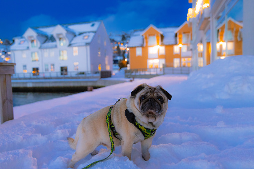 Portrait of cute Pug enjoying the twilight time walking in deep snow street in Christmas lighting decoration with view of Scandinavian buildings in Ulsteinvik, More og Romsdal county