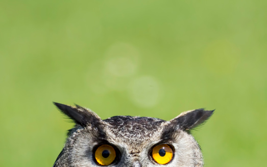 Intense stare of a European Eagle Owl framed against a plain green blurred background to give a 'peeking' effect and allowing copy space for user text. The image has many useful connotations relating to wisdom and being watched.