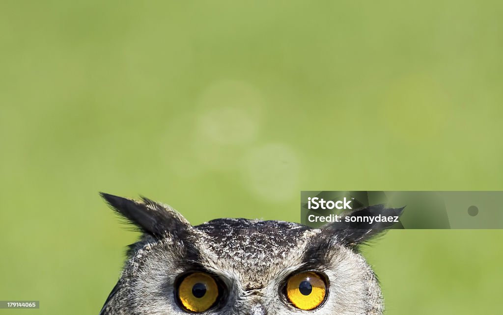 Wise Old Owl Stare Intense stare of a European Eagle Owl framed against a plain green blurred background to give a 'peeking' effect and allowing copy space for user text. The image has many useful connotations relating to wisdom and being watched. Owl Stock Photo