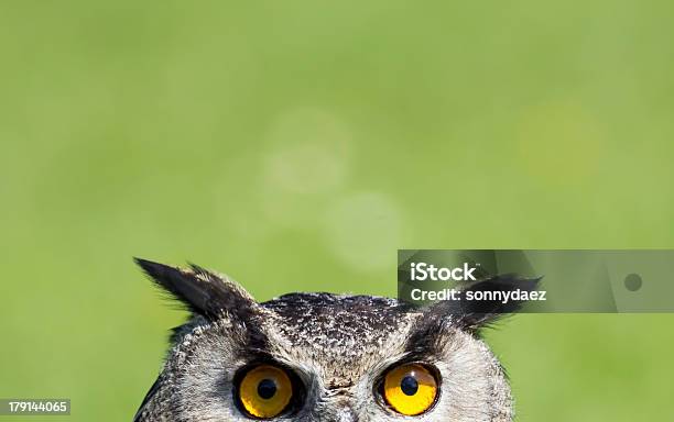Wise Old Owl Stare Stock Photo - Download Image Now - Owl, Wisdom, Animal