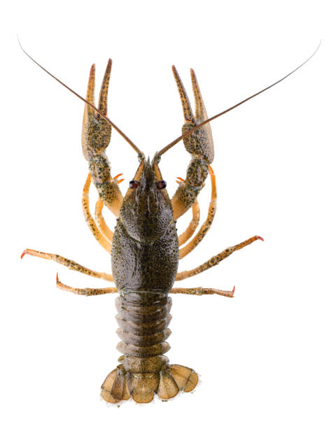 istock Live crayfish isolated on white background. Clipping path. Top view. 1791461966