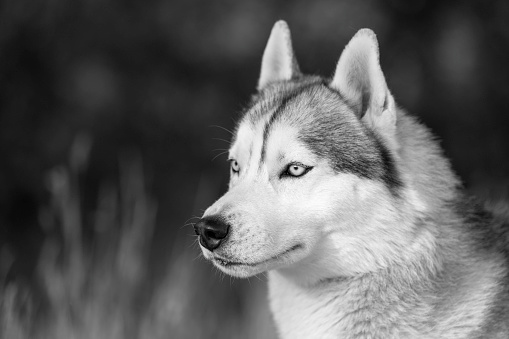 Close-up of calm husky dog's face with blue eyes with white and black furry coat. Beautiful Siberian Husky dog with blue eyes in the forest. Close-up of the muzzle of a dog with blue eyes of the Siberian Husky breed.