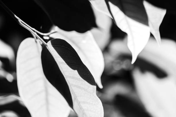 Full-frame view of green leaves in sunlight with hard contrast.