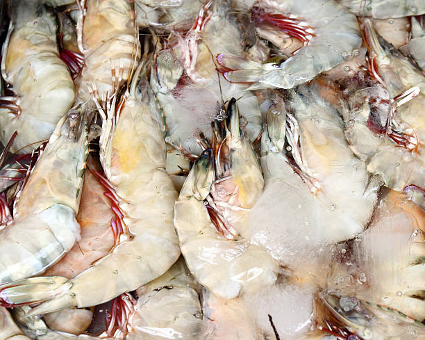 istock Fresh shrimps in ice 179146373