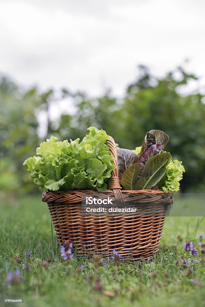 Salada - Royalty-free Agricultor Foto de stock