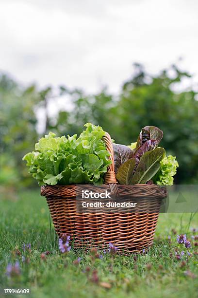Salada - Fotografias de stock e mais imagens de Agricultor - Agricultor, Agricultura, Alface