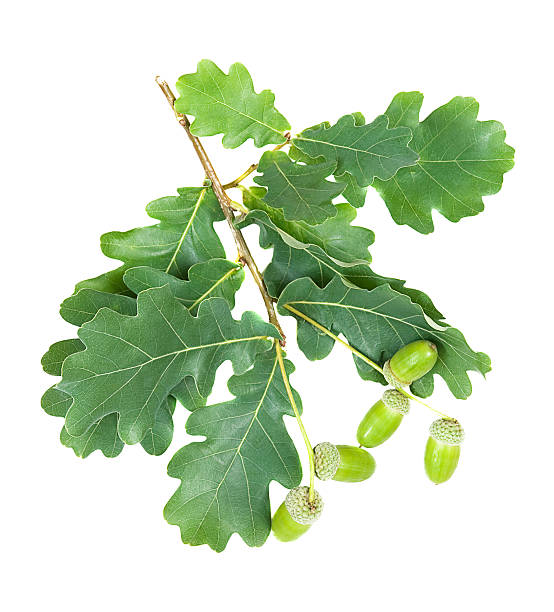 istock oak branch with green leaves and acorns 179146508