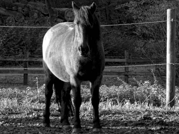 A closeup of a black horse head at the farm in black and white.