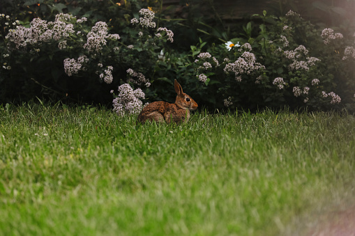 A baby rabbit eating grass in a garden.