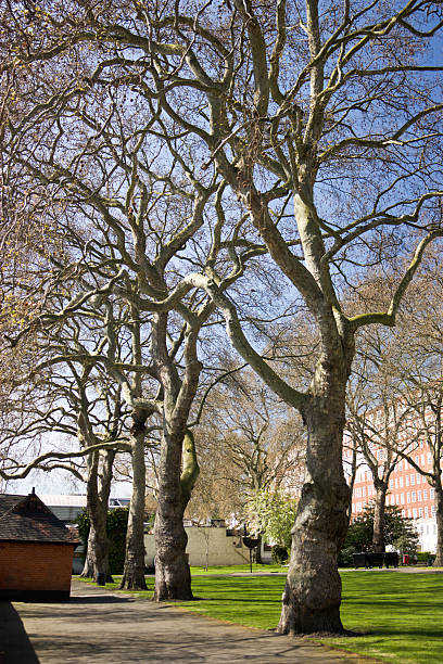 istock Big Trees in Pimlico Gardens, London 179146677