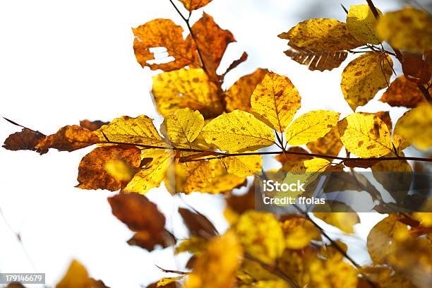 Foto de Faia Outono Fundo e mais fotos de stock de Amarelo - Amarelo, Estação do ano, Exterior