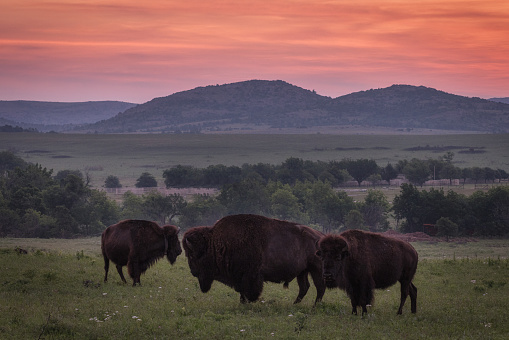 Wichita freerange bison at sunrise