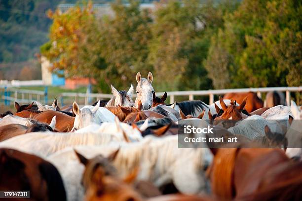 Photo libre de droit de Cheval Arabe À Crampons banque d'images et plus d'images libres de droit de Troupeau - Troupeau, Pur-sang arabe, Agriculture