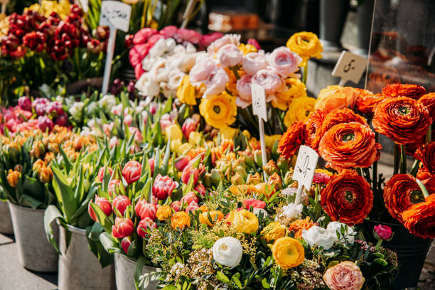 istock Flowers in Vienna 1791474018