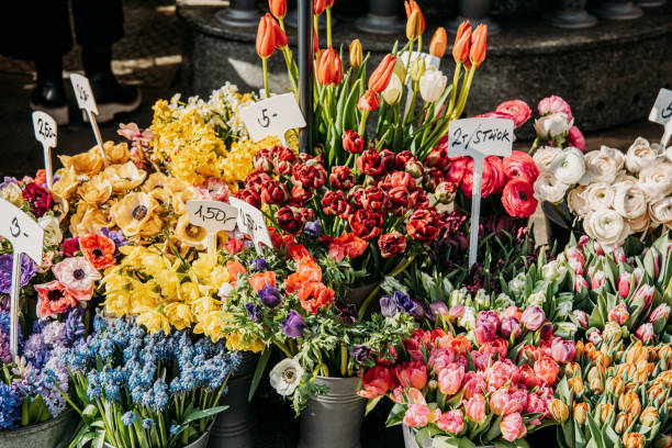 istock Flowers in Vienna 1791474545