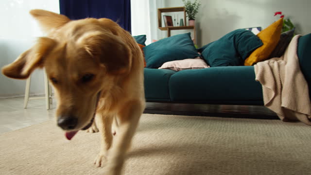 Golden retriever running after ball close-up. Dog playing with toy on floor in living room. Happy domestic animal concept, best friends, puppy runs at home.