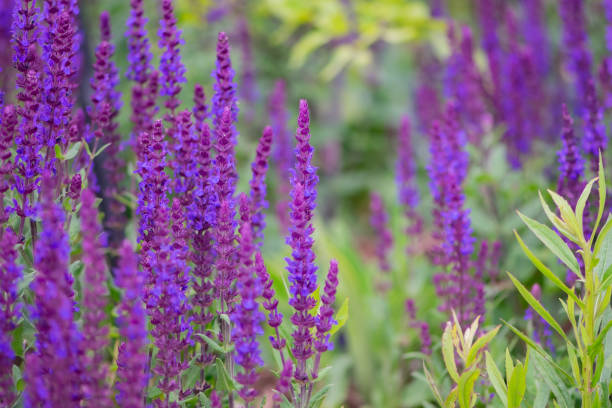 istock Purple Flowers 1791482027