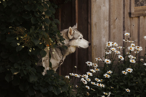 A beautiful, six~ year~ old husky, looking out over a garden of daisies.