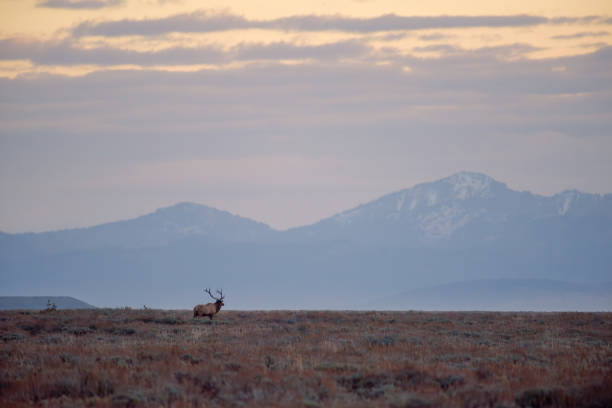 istock 1023 Wapiti Bull_2 1791488649