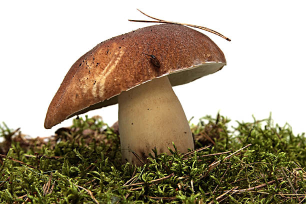 istock cep. Boletus mushroom and green moss. 179148928