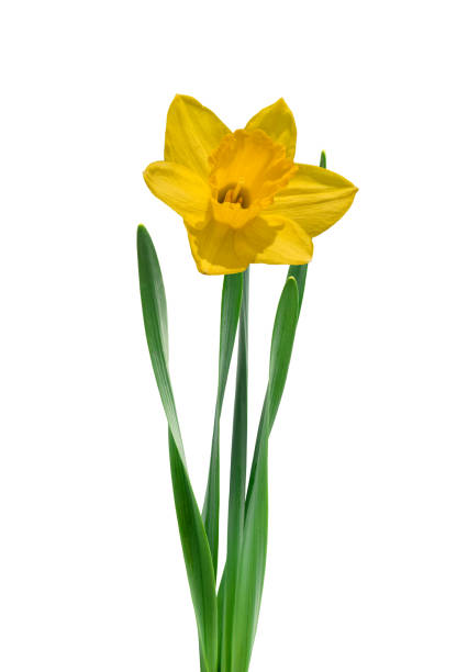 istock Full size yellow spring daffodil flower isolated cutout 1791489768