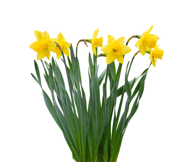 istock Group of spring yellow daffodils isolated cutout 1791489773