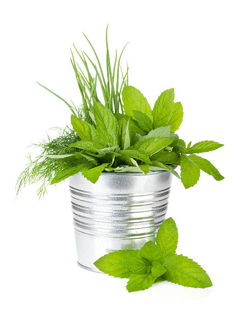 istock Fresh herbs in metal bucket 179149071