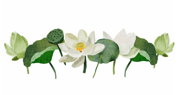 akwarela biała kwiat lotosu elementy ramki na białym tle na białym tle - floating on water petal white background water stock illustrations