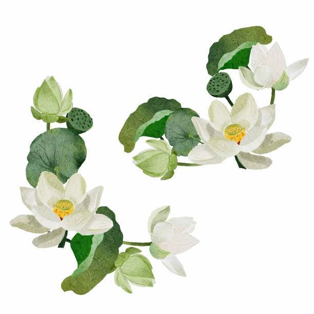 akwarela biała kwiat lotosu elementy ramki na białym tle na białym tle - floating on water petal white background water stock illustrations