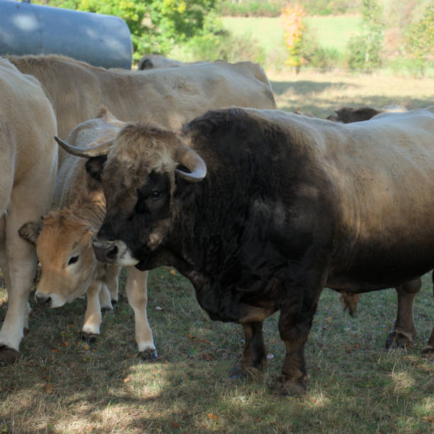 istock Aubrac calf and bull 1791492201