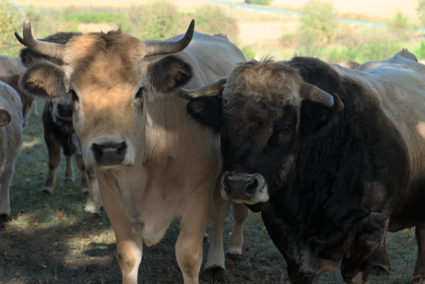 istock Aubrac cow and bull 1791492584