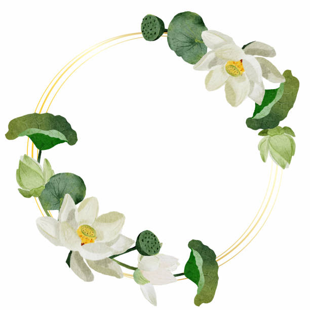 illustrazioni stock, clip art, cartoni animati e icone di tendenza di acquerello bianco fiore di loto bouquet ghirlanda oro cornice elementi collezione su sfondo bianco isolato - floating on water petal white background water