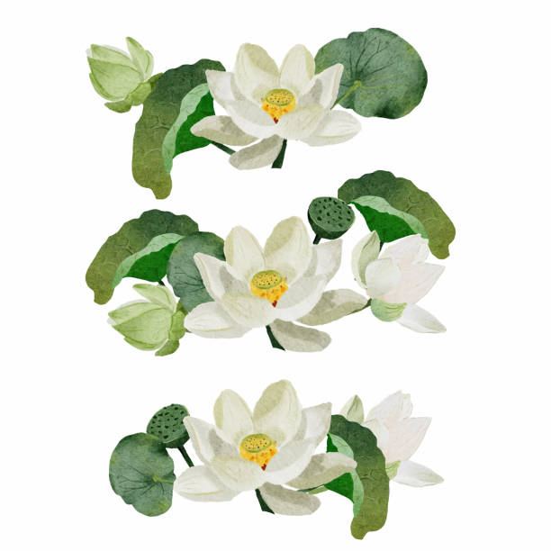 illustrazioni stock, clip art, cartoni animati e icone di tendenza di acquerello bianco fiore di loto bouquet corona cornice elementi collezione su sfondo bianco isolato - floating on water petal white background water